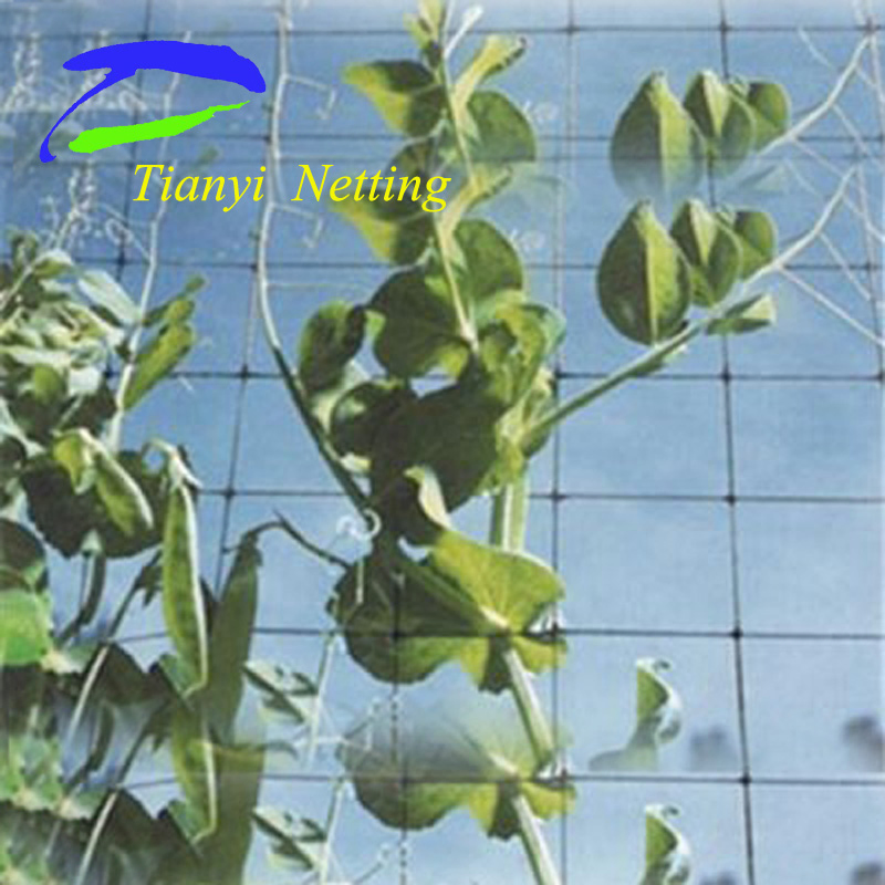 10GSM Planting Net/Plant Support Net, to Support Crops as Peas, Beans etc.