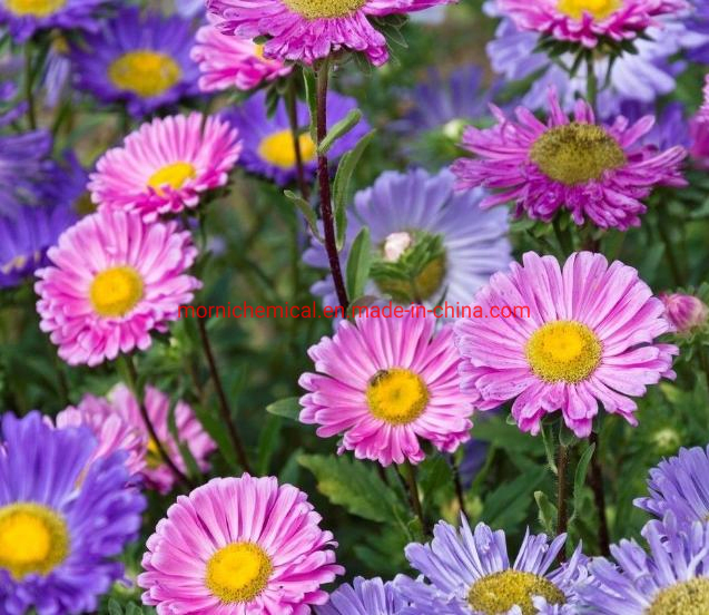 Aster Seeds with Single Petal Mixed Color for Garden Planting