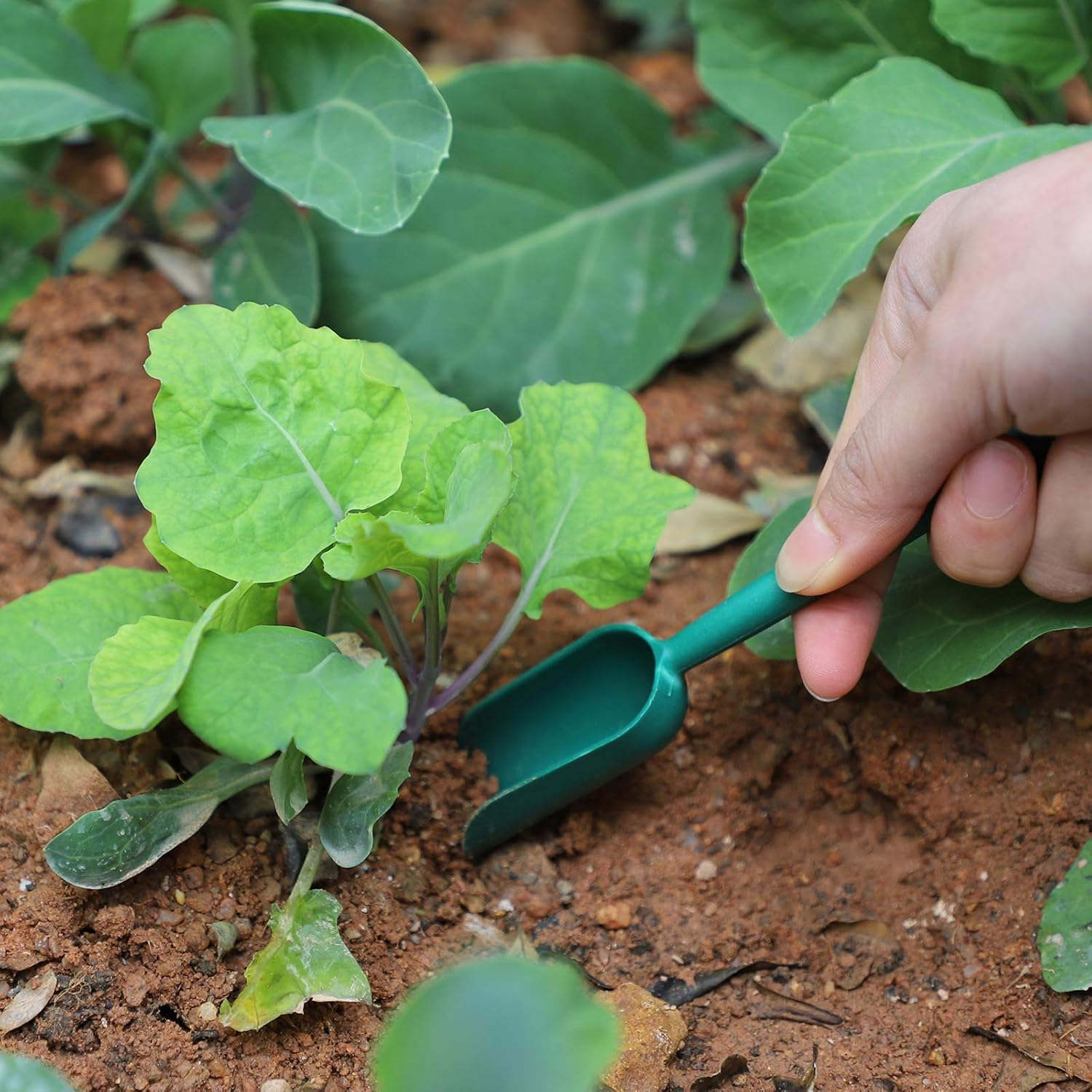 Саженцы садовые 2 штуки