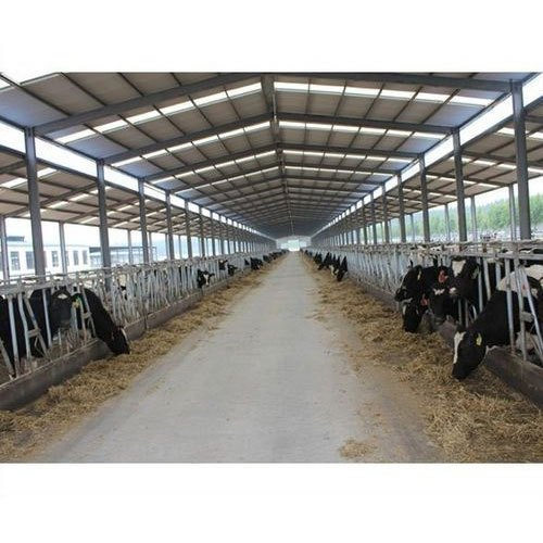 Dairy Cow Farm Construction with Bolt Connecting Light Weight Steel Structure