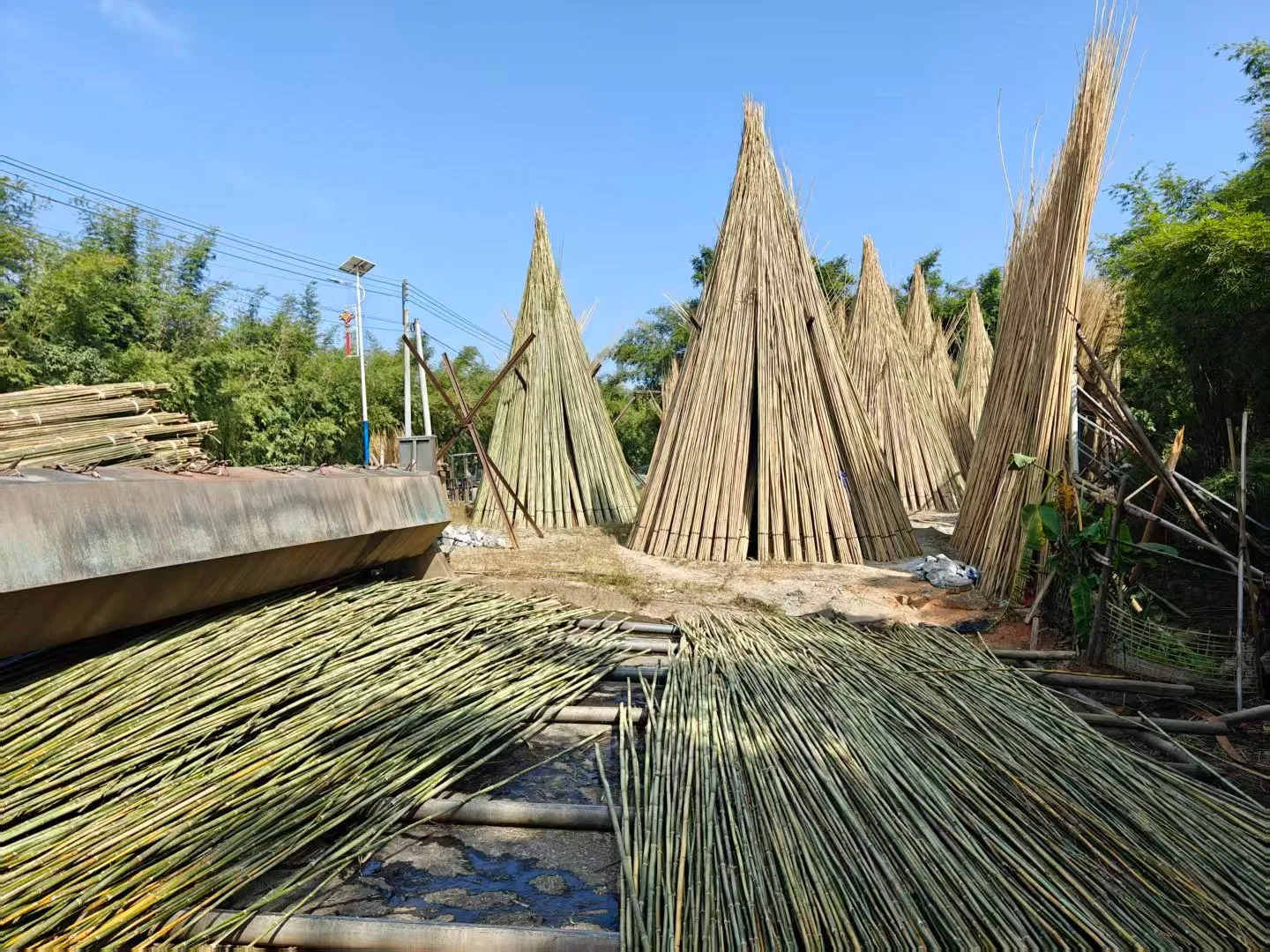 High Quality Nature Bamboo Cane Stake Dia. 35-40mm X 300cm for Plants Grow and Decorative