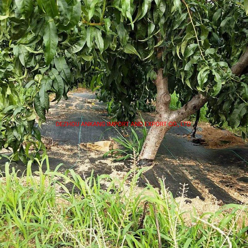 90g 100g Plastic Black Agricultural Anti Weed Mat PE or PP Material UV Protected Geogextile