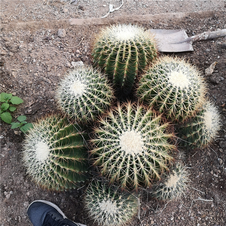 Succulent Plant Garden Live Plants Cactus Ornamental Plant Nursery