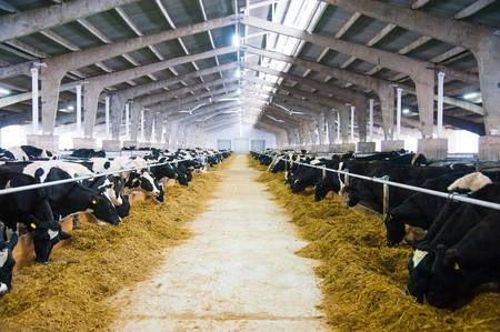 Dairy Cow Farm Construction with Bolt Connecting Light Weight Steel Structure
