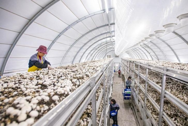 Modular Mushroom Cultivation Chamber Growing Container Fruiting Chamber Mushroom Farming Greenhouse