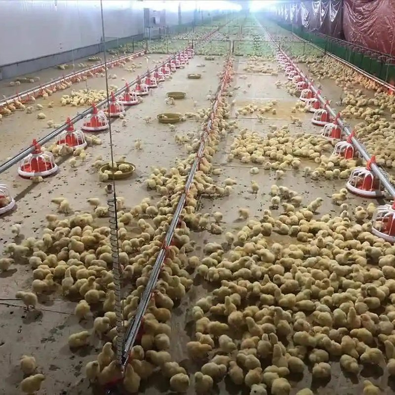Easy Install Steel Structure Healthy Environment Poultry Chicken House