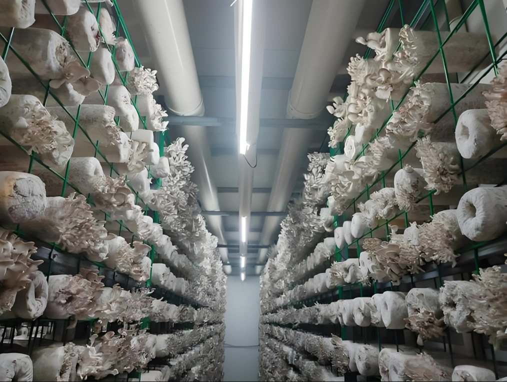 40 Foot Intelligent Mushroom Growing Container Farm Commercial Vertical Mushroom Hydroponic Farm Container