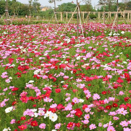 Coreopsis Seeds Mixed Color for Garden Planting