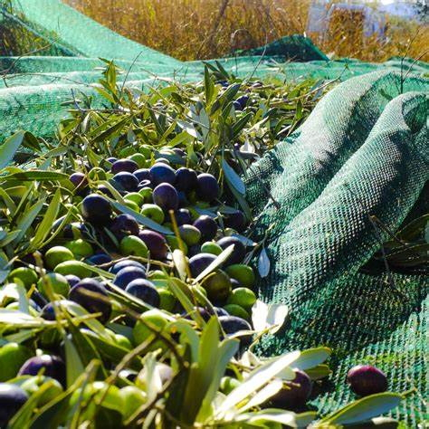 90GSM 6X12m Green Olive Mesh Olive Net with Reinforced Tarps