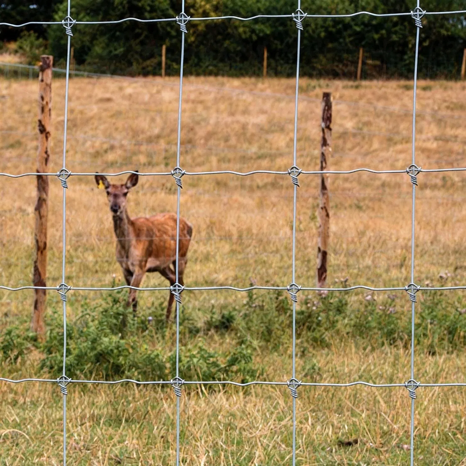 Fixed Knot Livestock Fence for Pasture and Ranch
