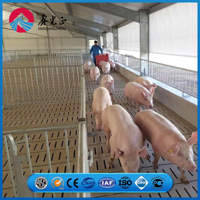 Truss Apex Reinforcement Plate Frame Chicken Prefab Metal Farming Equipment Steel Structure Sheep/Goat/Pig/Hog/Cattle/Cow/Poultry House/Shed