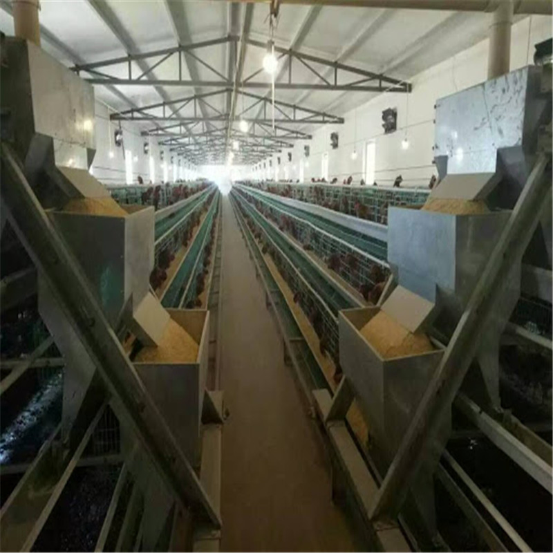 Long Span Easy Built Automatic Steel Chicken Farm Equipment