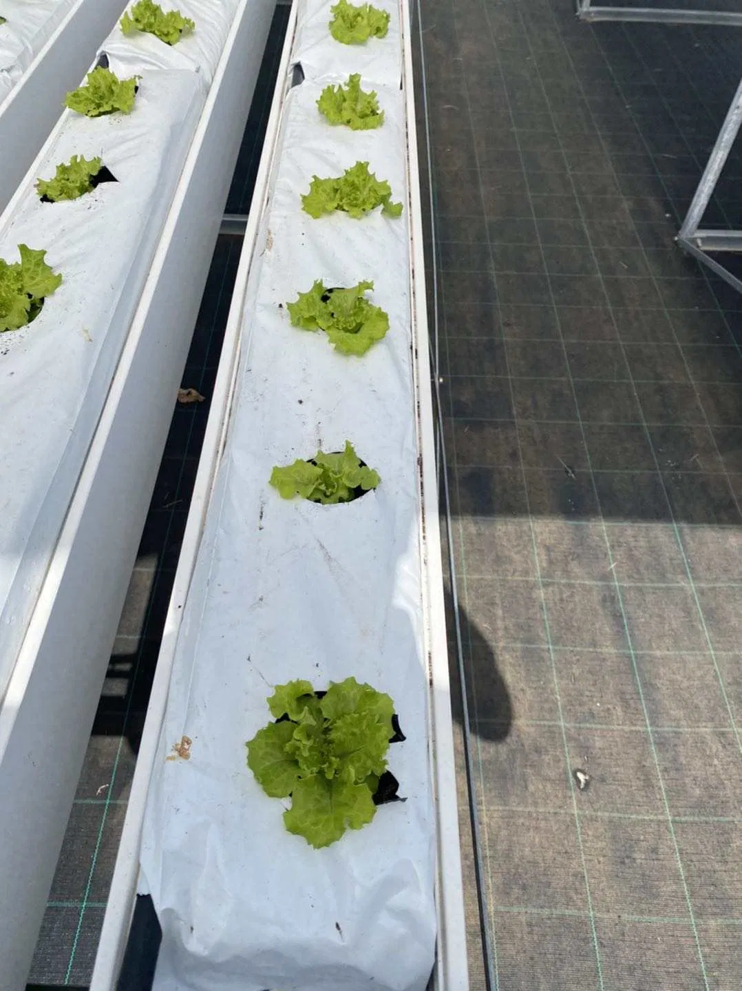 Soilless Substrate Culture Coco Peat Grow Bag Manufacturer for Tomato