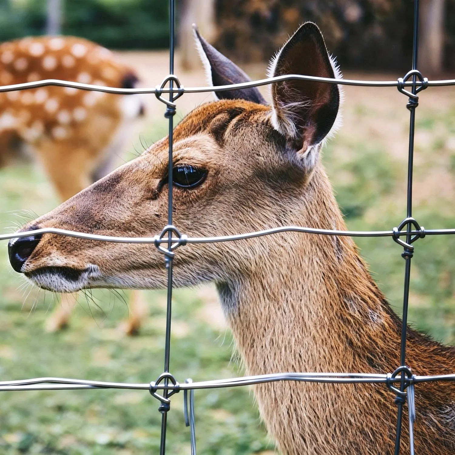 Fixed Knot Livestock Fence for Pasture and Ranch