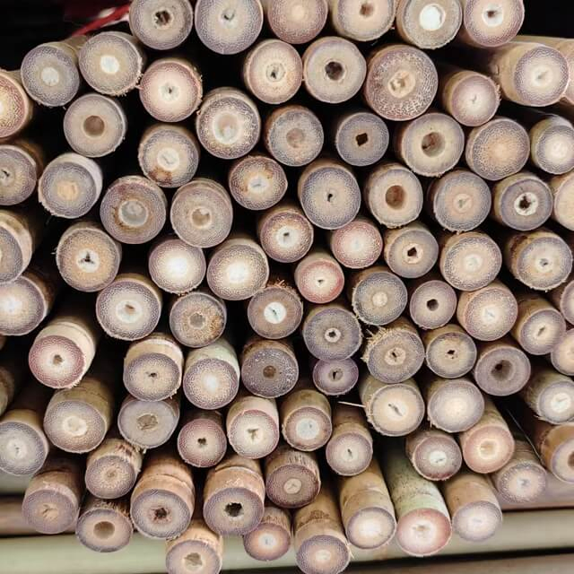 Tonkin Bamboo Poles for Agricultural Use to Support Plants Grow