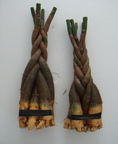 Five Braids Pachira Macrocarpa Chinese Money Tree Pachira for Home/Garden Decoration