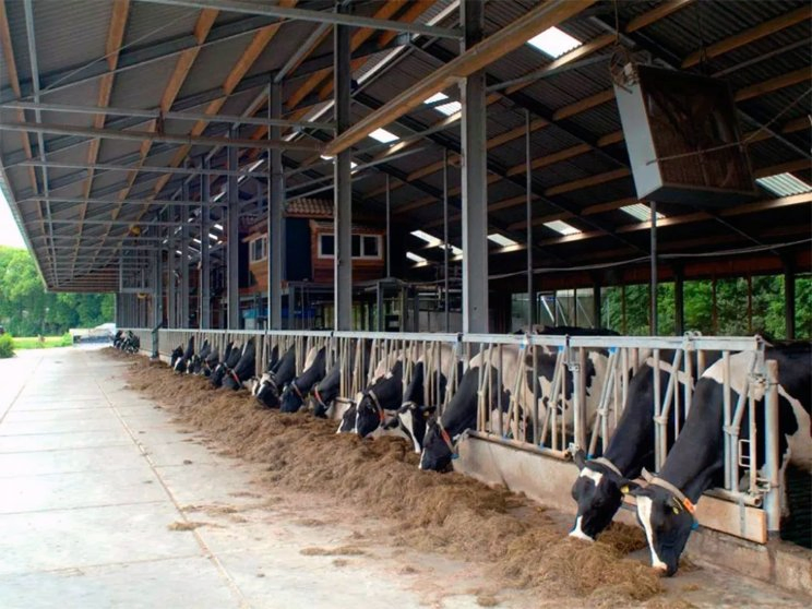 Prefabricated Light Steel Structure Dairy Cow Cattle Farm Shed Cow Shed