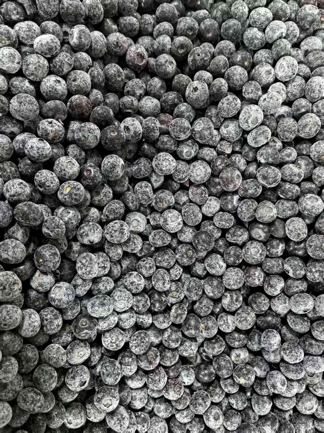 Wholesale Frozen Fruit IQF Fruit IQF Blueberry
