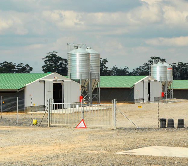 Steel Structure Poultry House for 10000 Chickens Poultry Farm