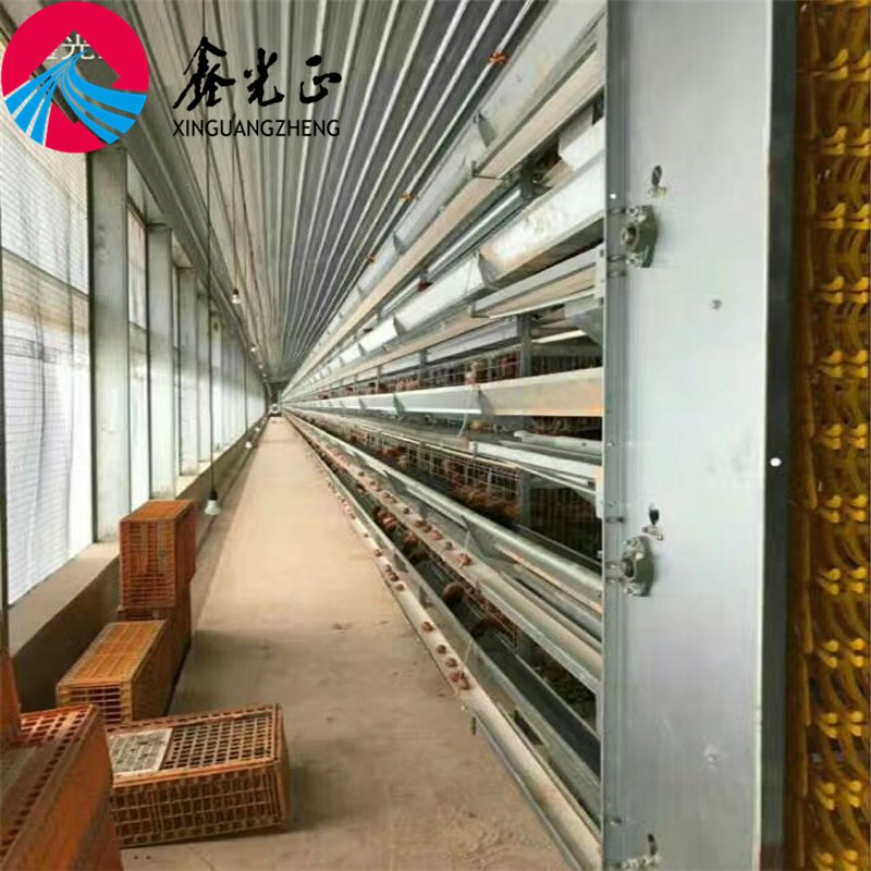 Automatic Chicken Egg Laying Cage for Poultry Farm House