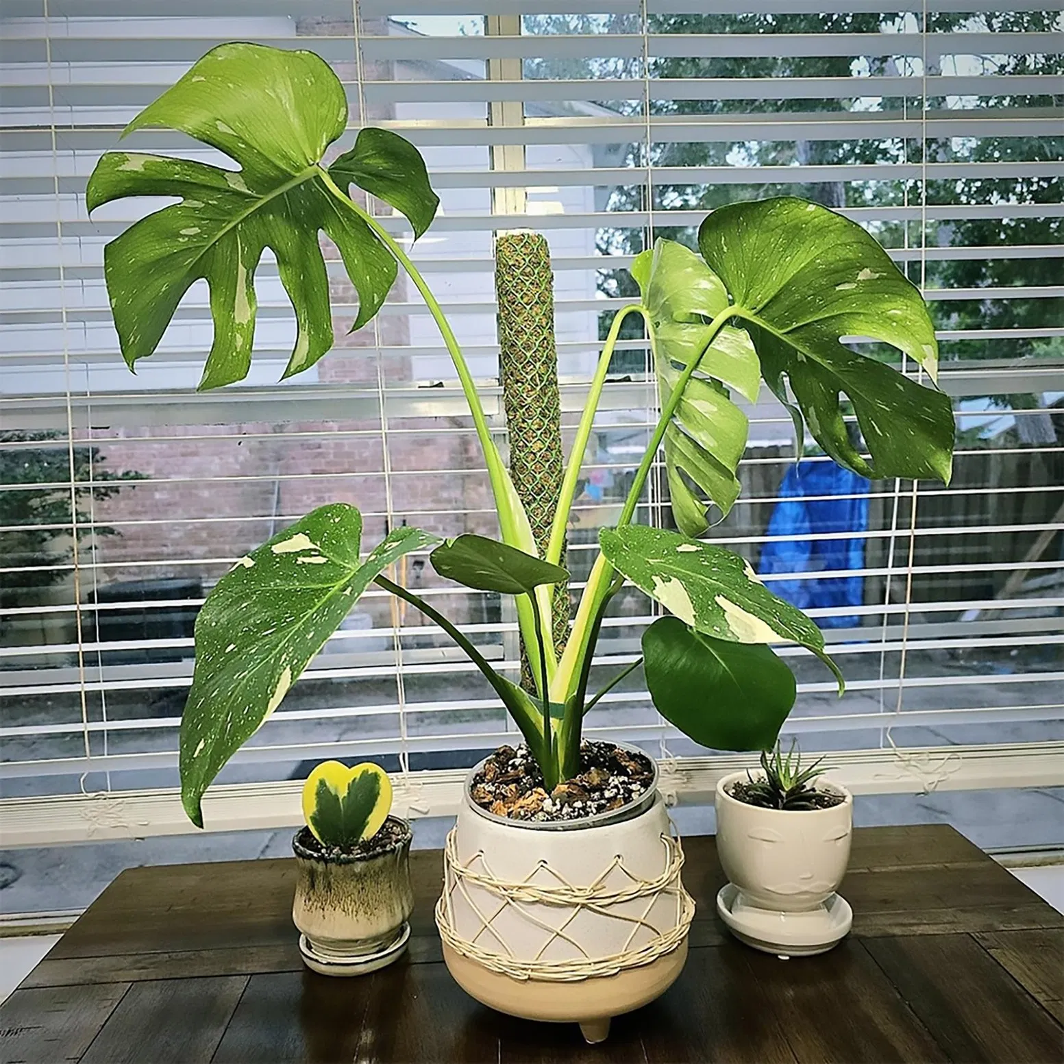 Aerial Root-Friendly Breathable Green Plastic Grid Moss Pole for Philodendron Vertical Growth Monstera Deliciosa