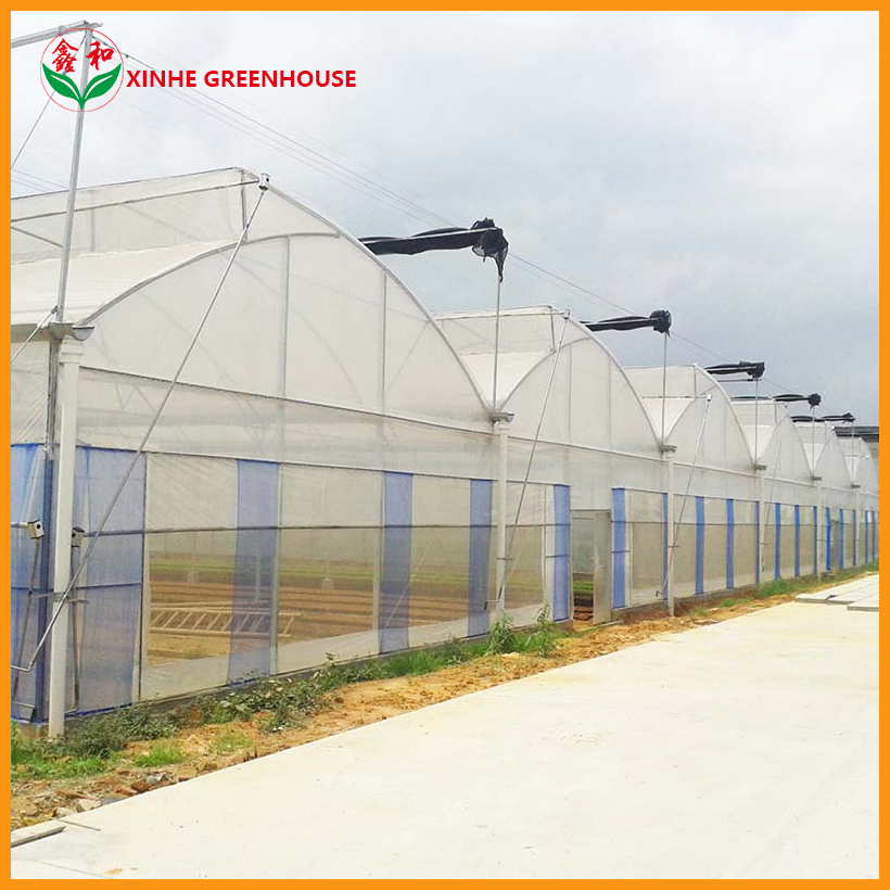150mic -250 Mic Zigzag Vegetables Farden Warm Agro Multi Span Flower Greenhouses