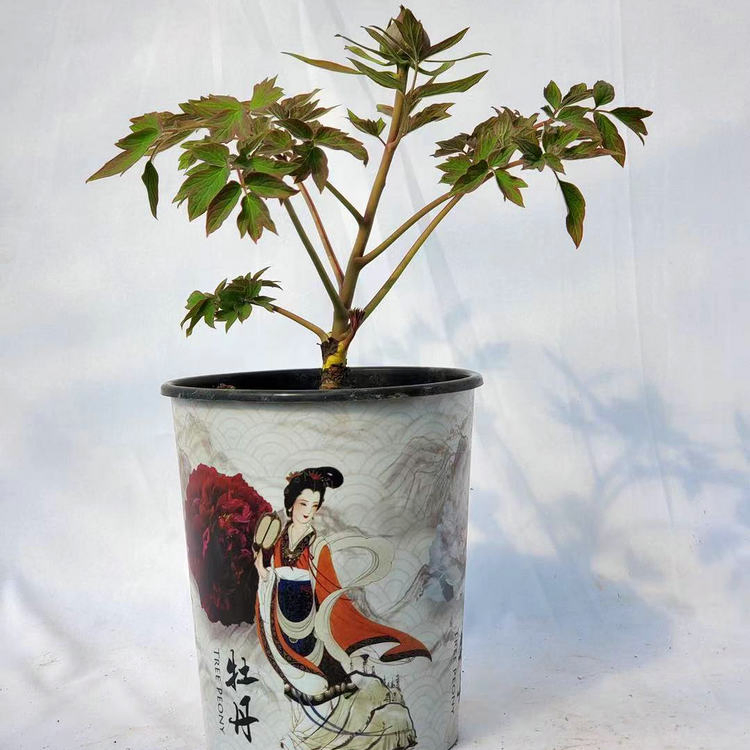 Hot Sell High Qualirt Different Size Multi-Color Big Flower Chinese Tree Peony Dao Jin