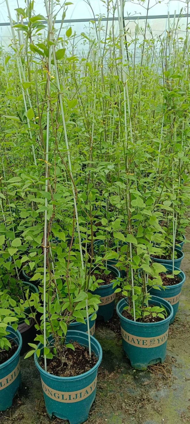 Custom Length Cut Anti-Corrsion Good Flexibility Fiberglass Rod