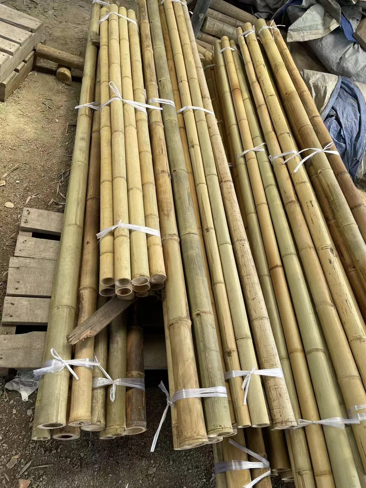 Premium Bamboo Poles for Plant Support High Quality Bulk Wholesale