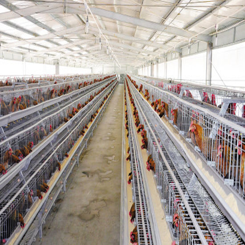 Poultry Farm with a Type Chicken Birds Layer Cage
