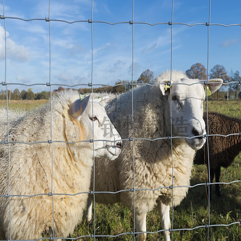 High Quality Fixed Knot Fencing Agricultural Farm Guard Galvanized Field Fence for Cattle, Sheep