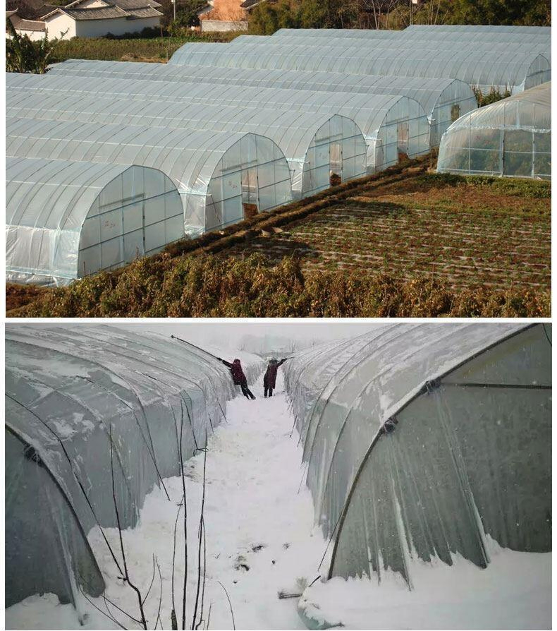 Sunlight Tunnels Plastic Film Greenhouse Single Tunnel Green House