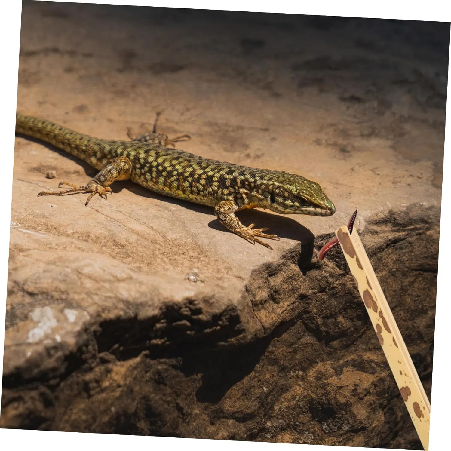 Bamboo Reptile Feeding Forceps Long Nose Clip