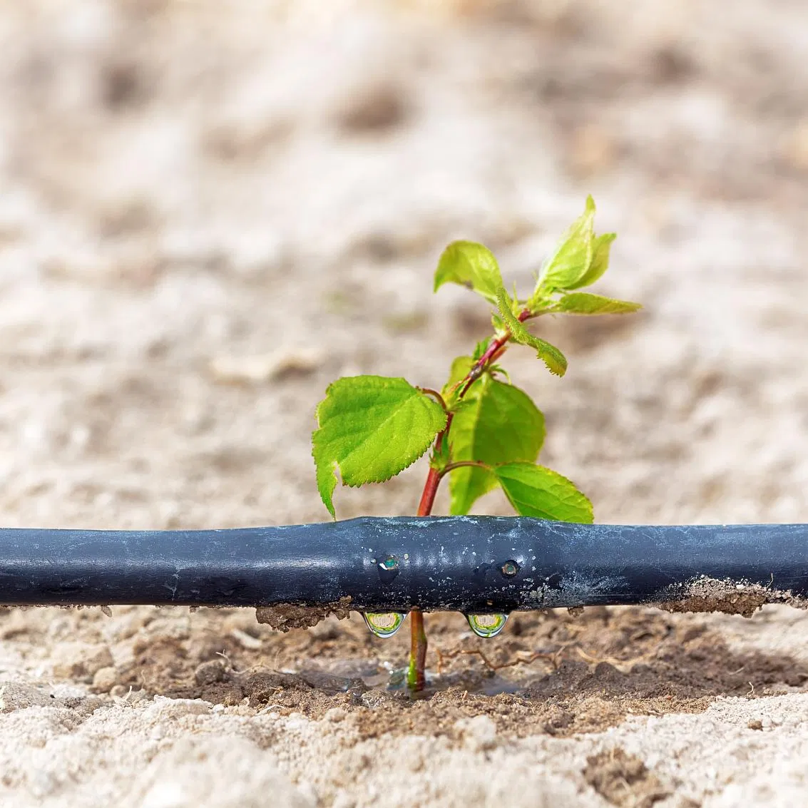 Капельная лента 16мм и 20мм для сельского хозяйства