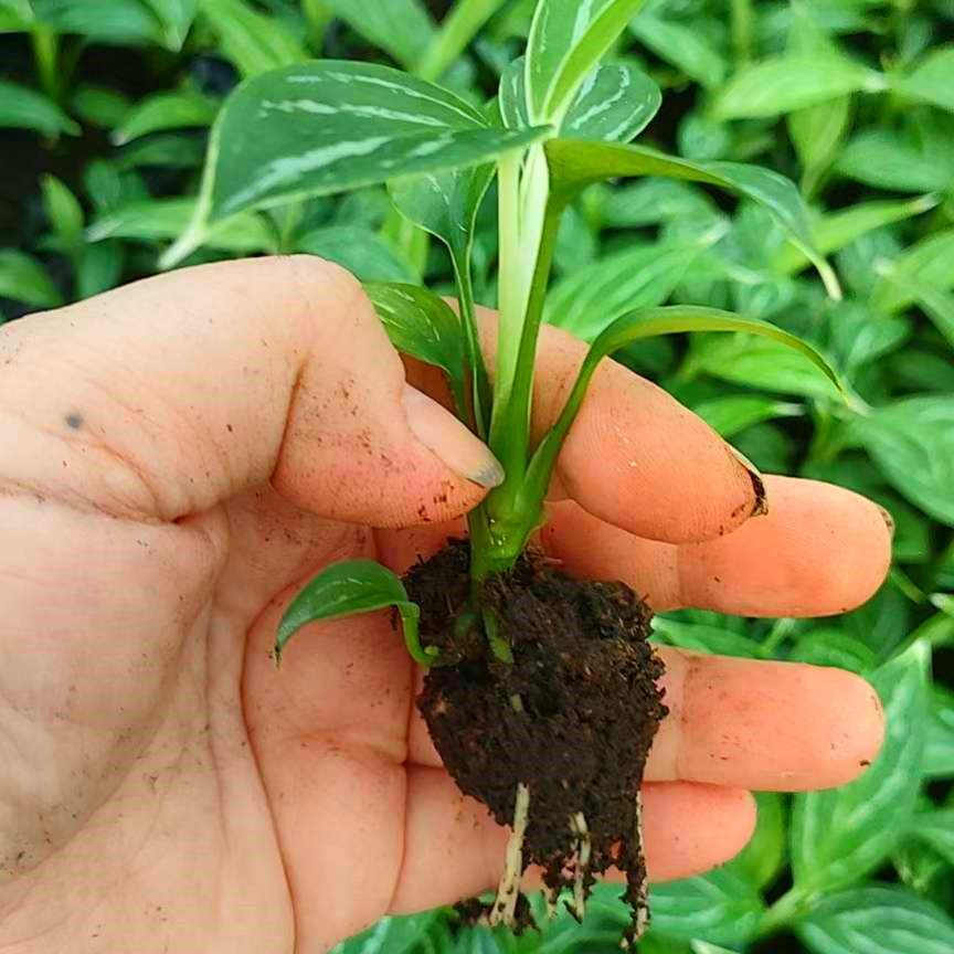 Aglaonema Seedling Young Plant Aglaonema Tissue Culture Plant Wholesale Nursery