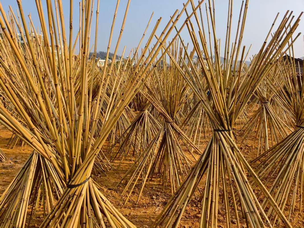 High Quality Nature Bamboo Cane Stake Dia. 22-24mm X 260cm for Plants Grow and Decorative