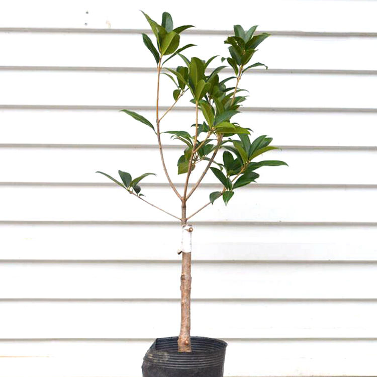 Hot Sell Different Size Golden Yellow Flower Chinese Osmanthus Fragrans Seedling