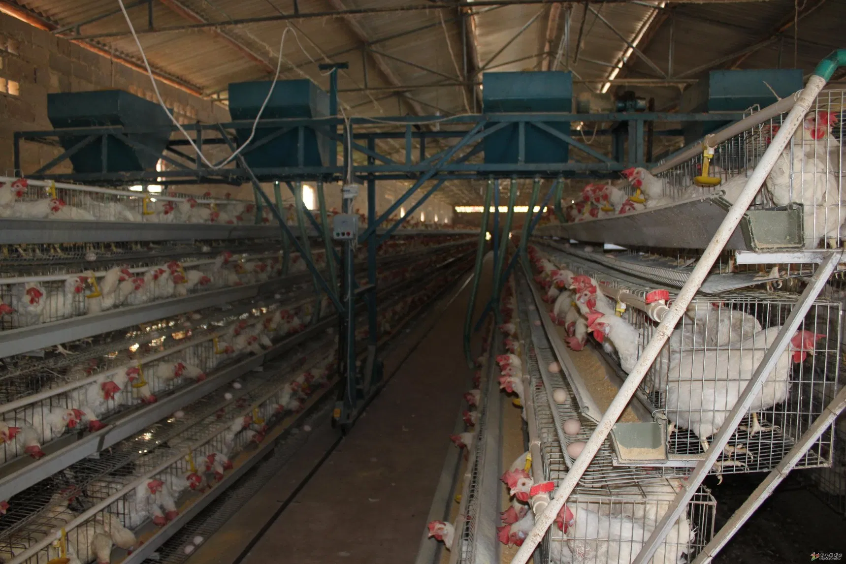Prefabricated Light Steel Structure Construction Chicken Poultry Farms