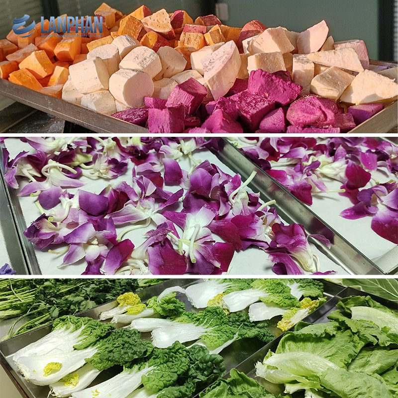 Home Use Food Fruit Vegetable Candy Liofilizador Lyophilizer Machine