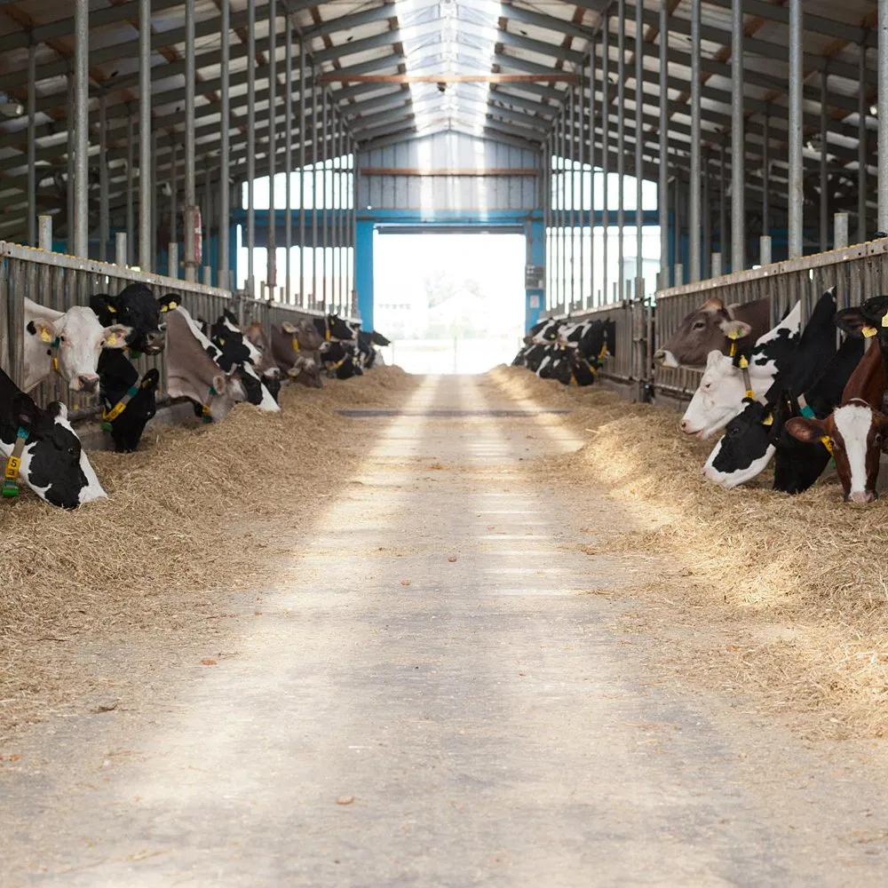 Low Cost Steel Structure Cow Shed Cattle House