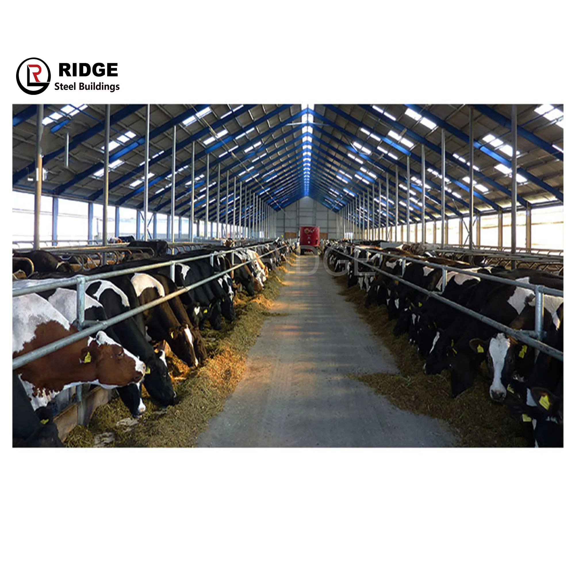 Anti-Seismic Design Cattle Shed Prefab Steel Structure Cow Shed