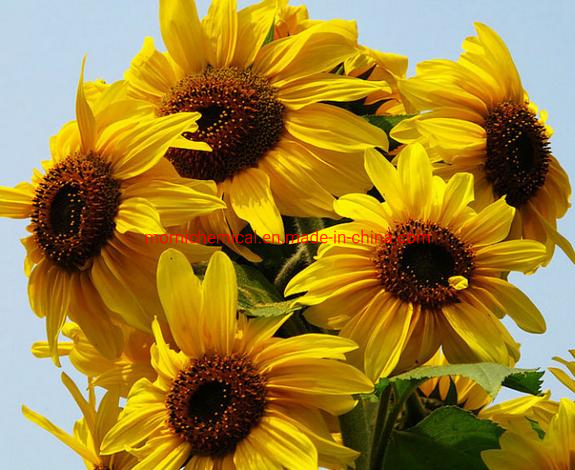 Multi Head Ornamental Sunflower Seeds for Garden Planting
