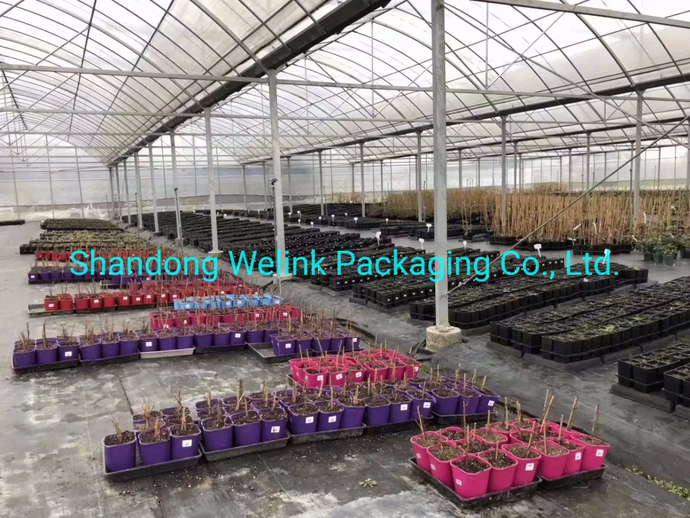 PP Woven Ground Cover /Weed Mat /Weed Control Fabric with UV