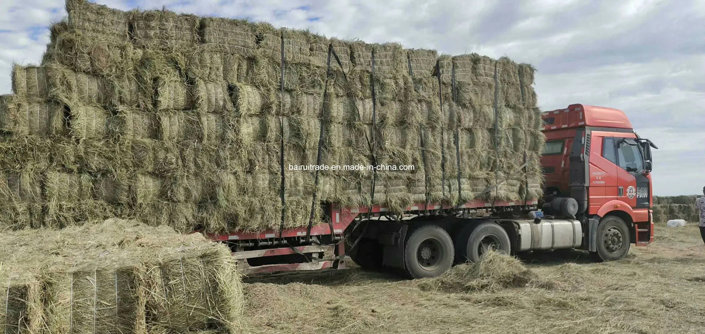 Horse Sheep Grass Feed for Horse