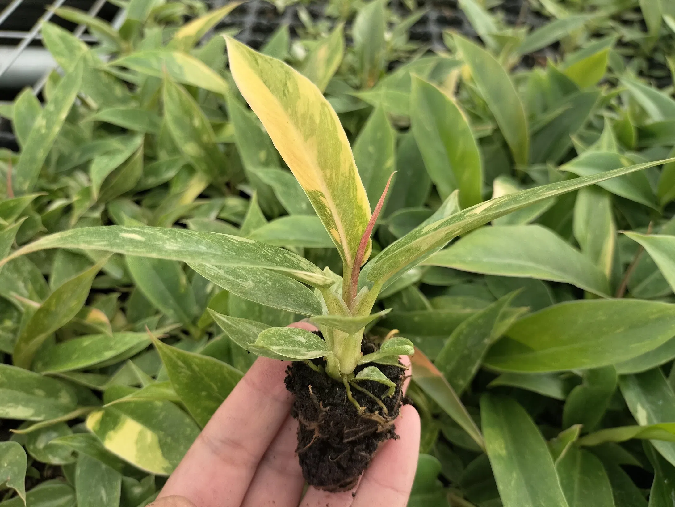 Philodendron Ring of Fire Live Plants Tissue Culture