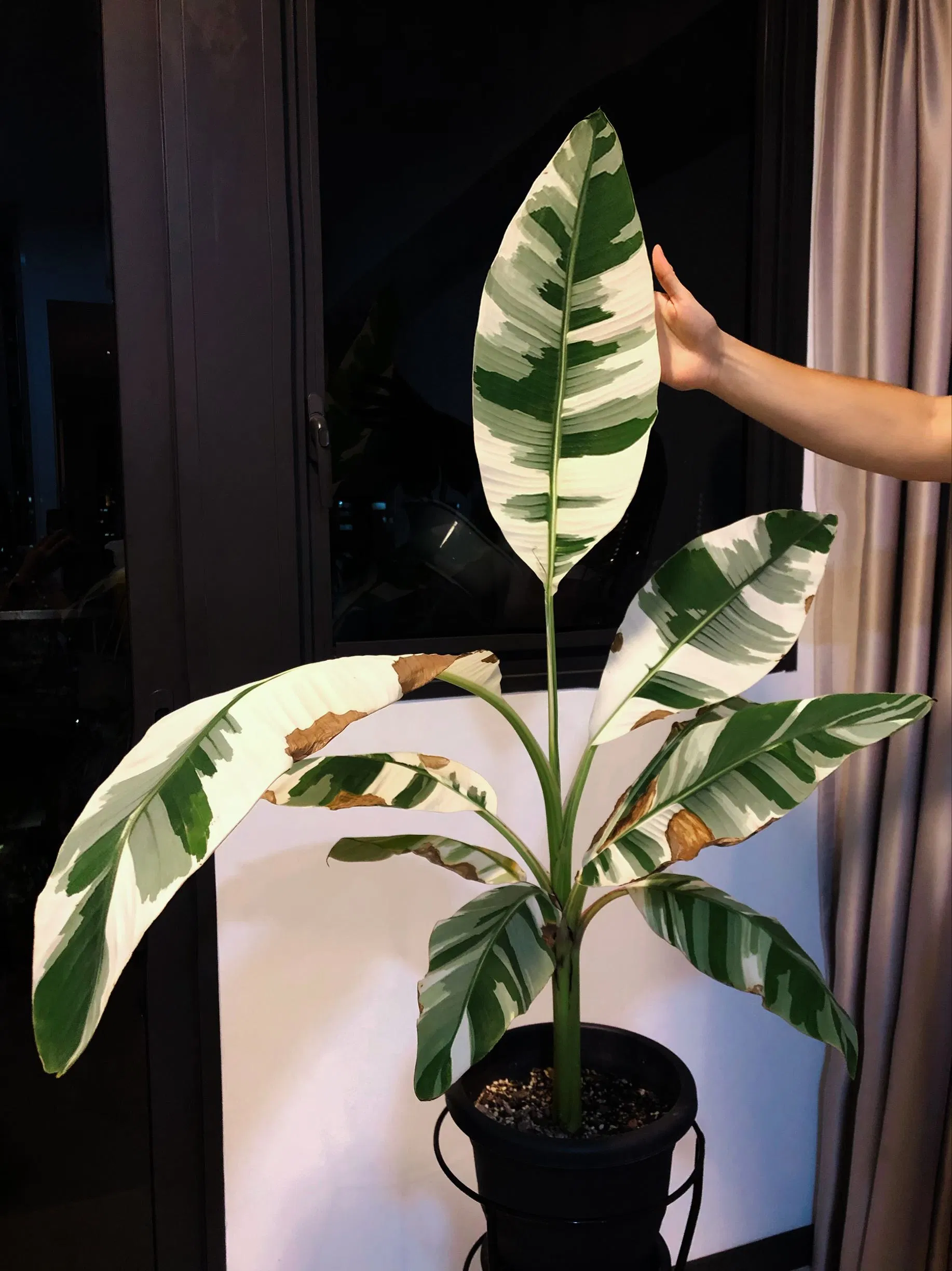 Real Plants Musa Aeae Indoor Plants Wholesale