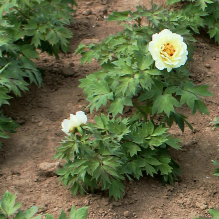 Hot Sell Different Size Yellow Color Big Flower Chinese Tree Peony Jin Huang