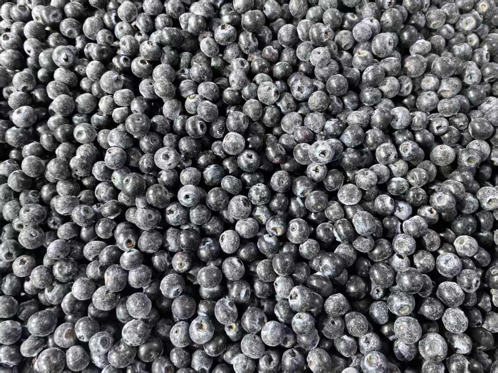 Wholesale Frozen Fruit 100%Nature Frozen Blueberry IQF Blueberry