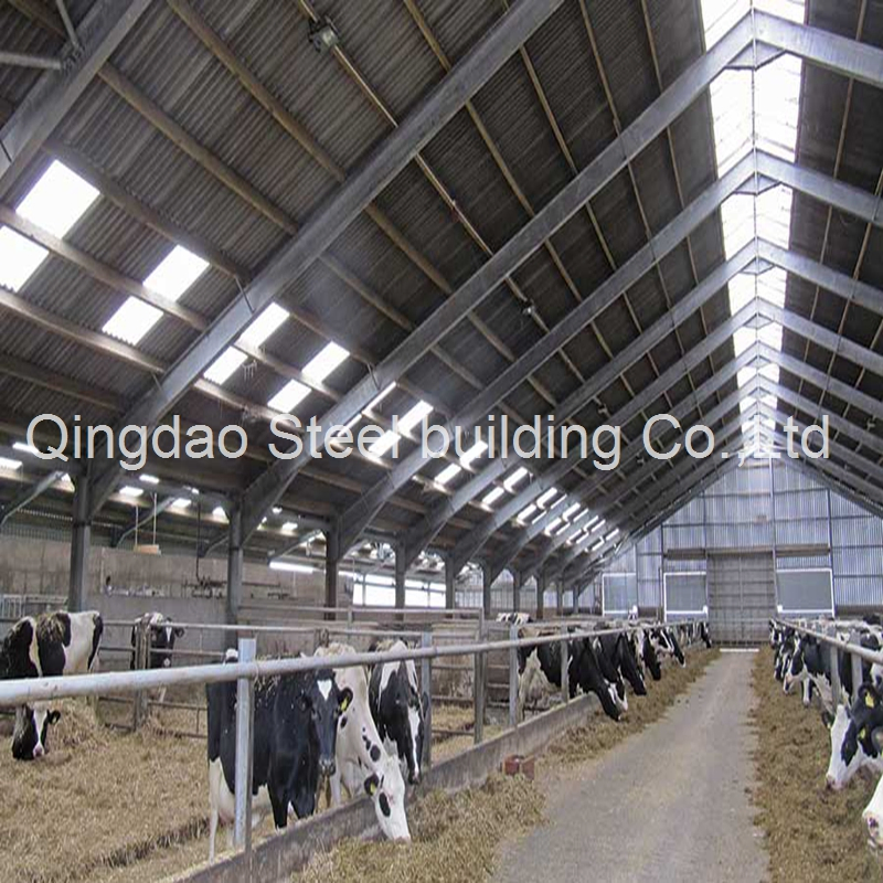 Prefabricated Steel Structure Dairy Poultry Shed Farm House Steel Cow/Cattle House Building