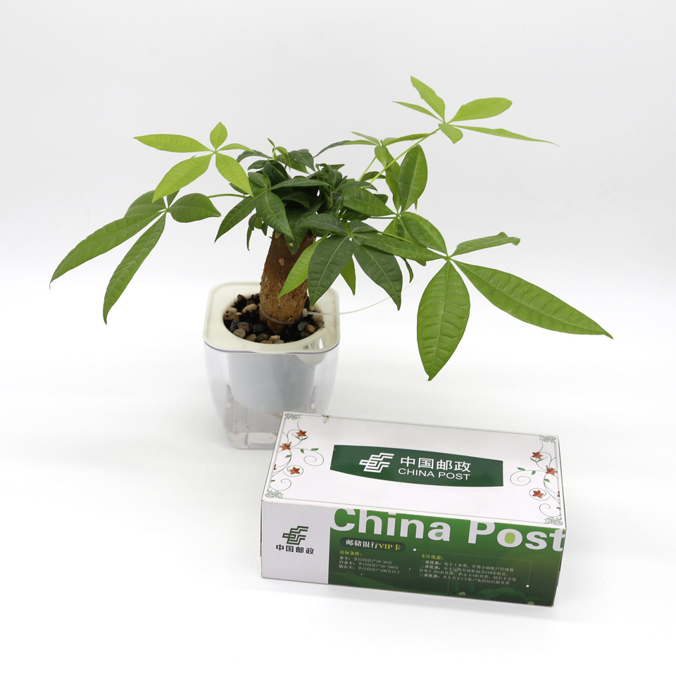 Customized Printed Virgin Wood Pulp Facial Tissue Paper